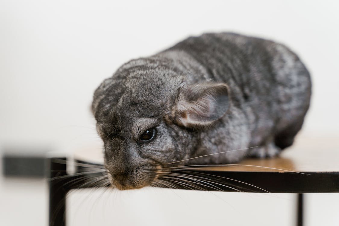Can Chinchillas Eat Cucumbers: Dietary Caution Is Required
