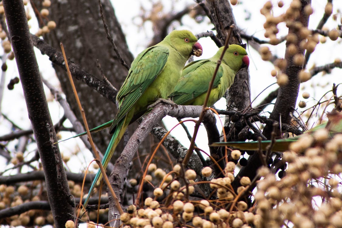 Can Parakeets Eat Asparagus: Important Facts You Should Know
