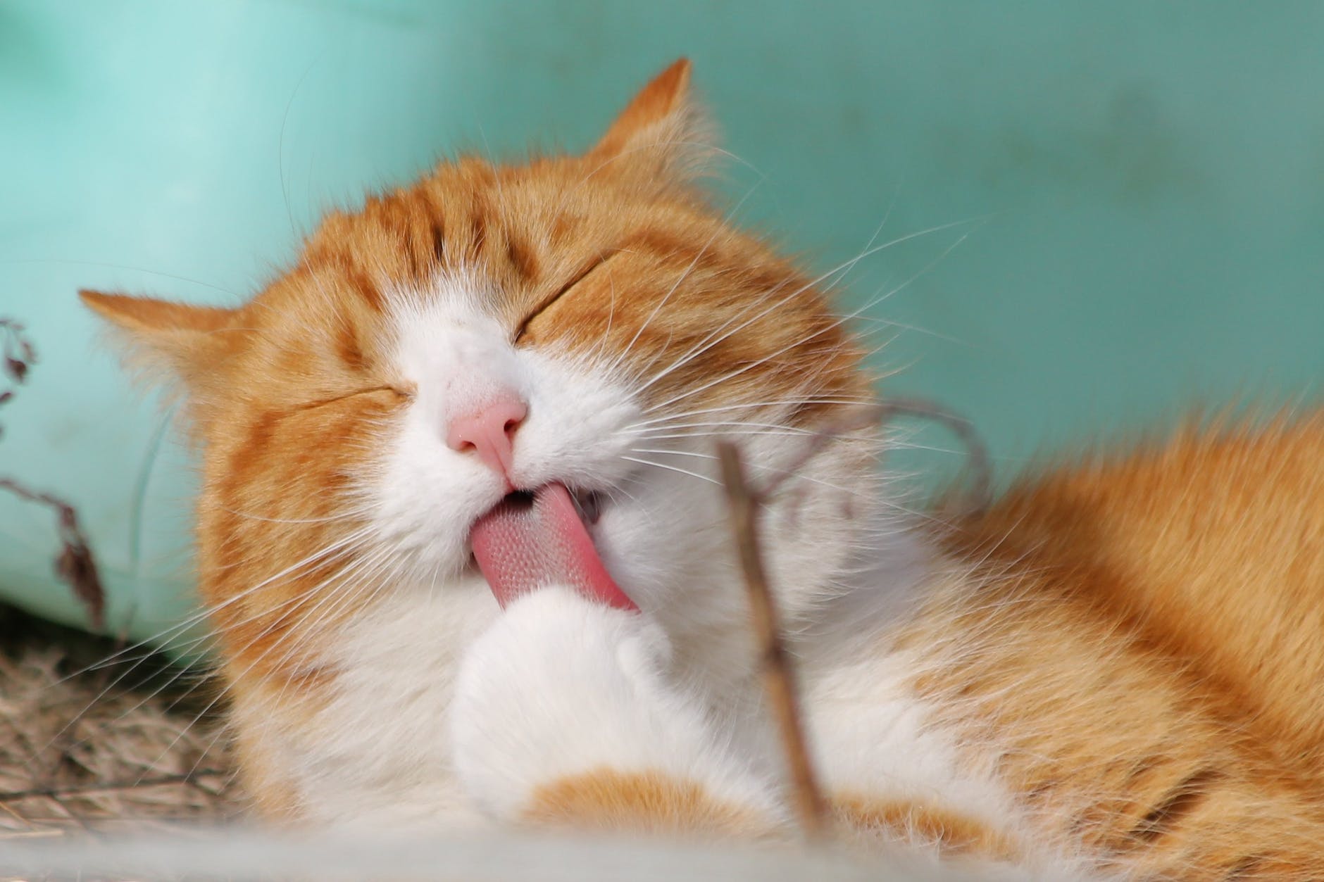 Cat Health and Wellness Tips: A Purr-fect Guide to Feline Well-being