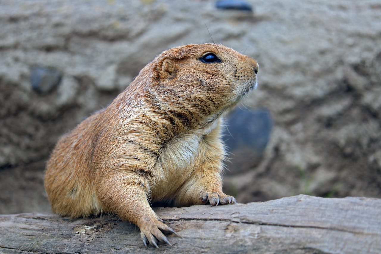 Can You Milk a Prairie Dog