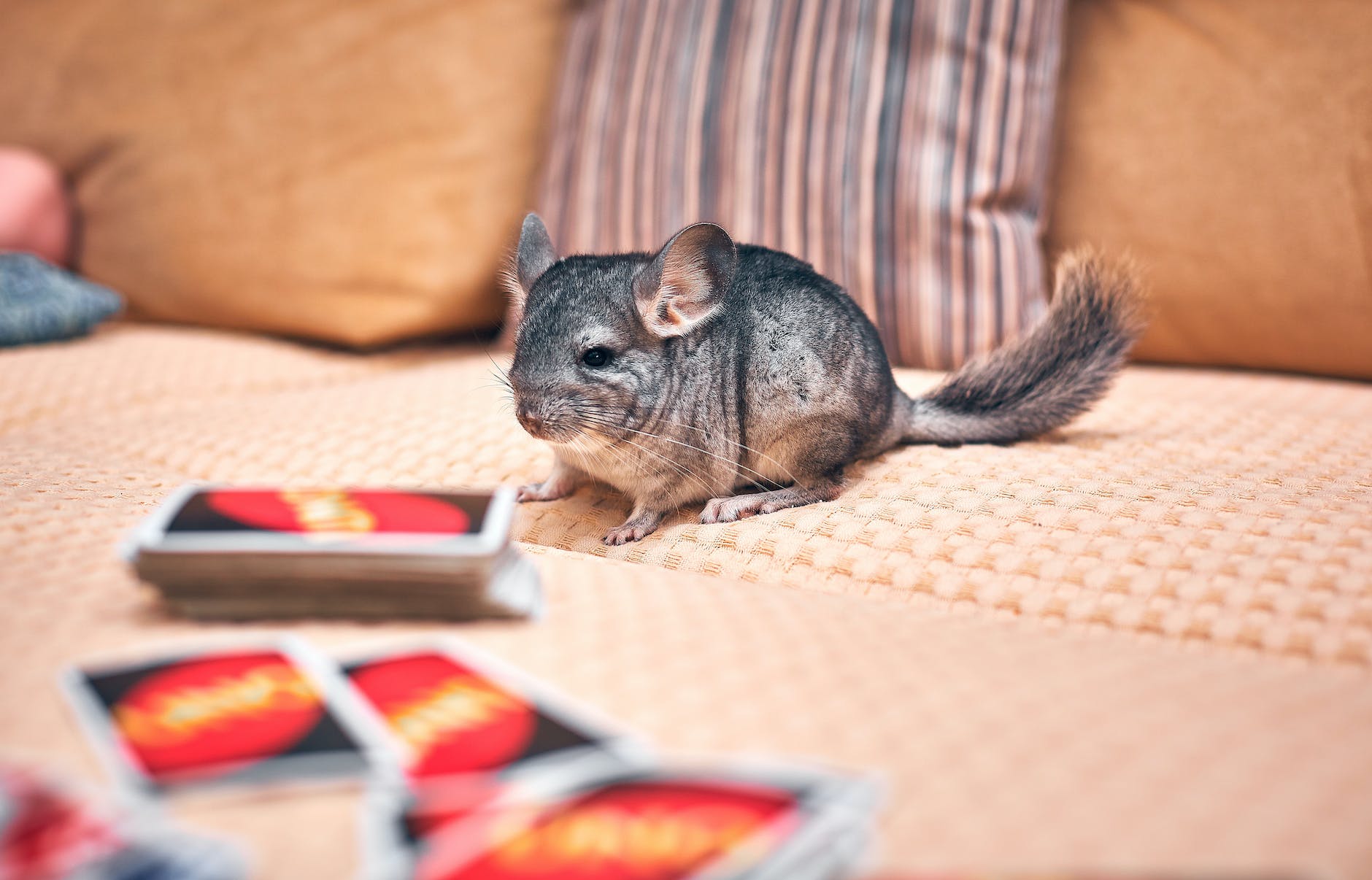 Can Chinchillas Eat Cucumbers