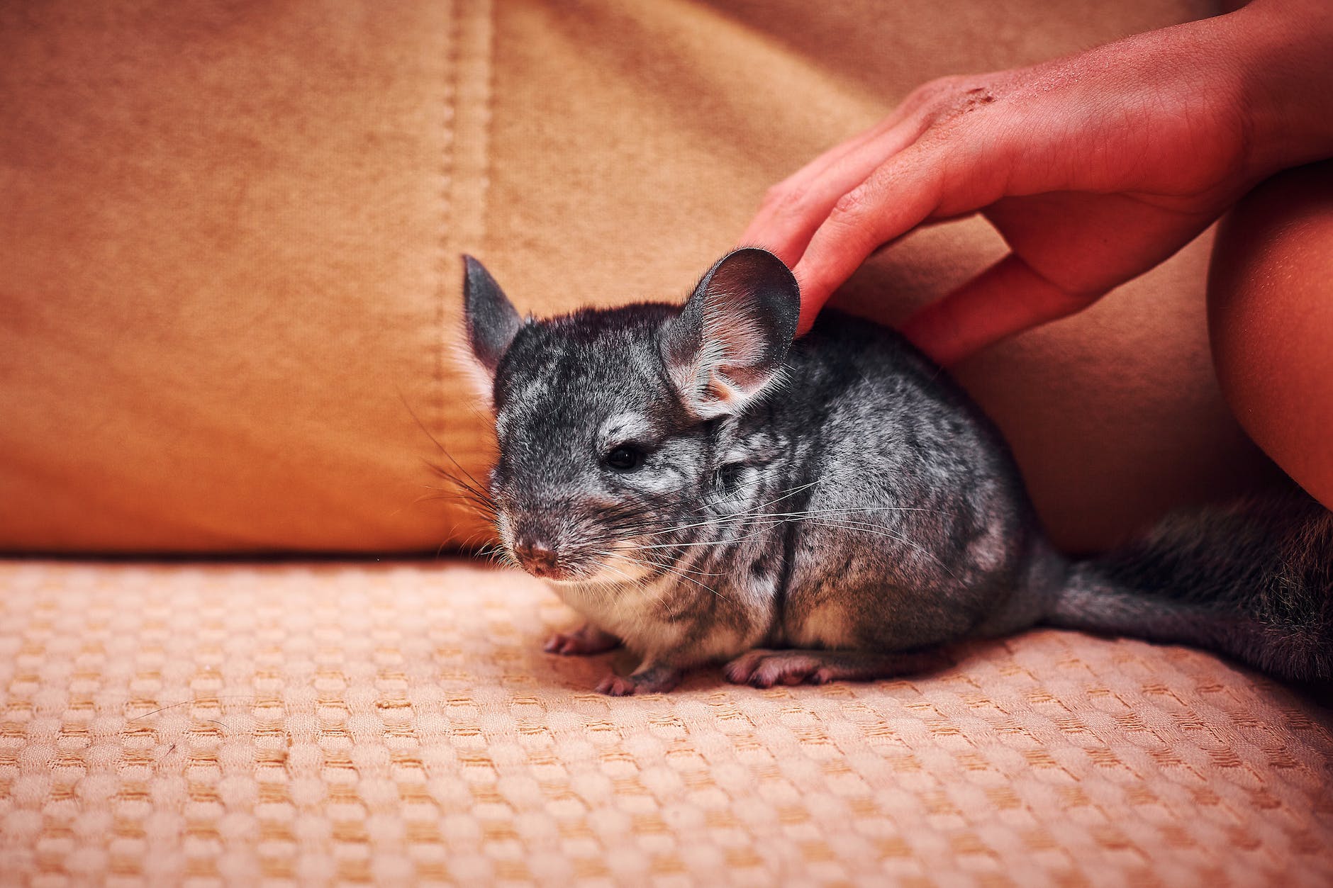 Can Chinchillas Eat Cucumbers