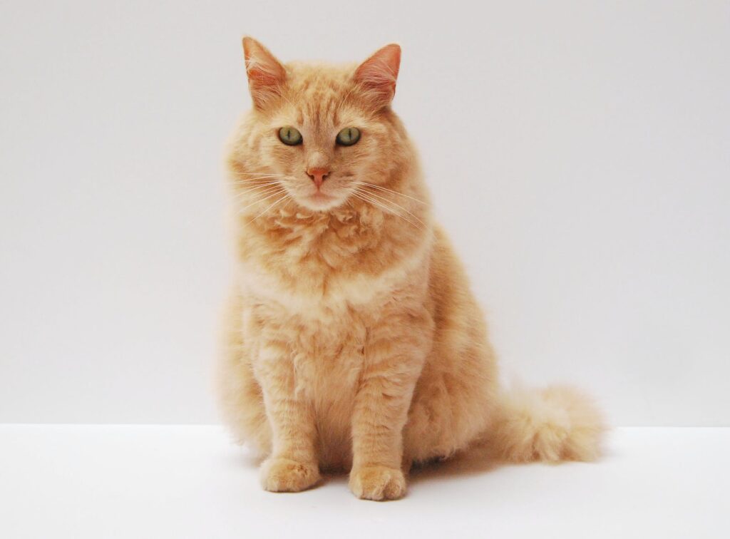 orange cat sitting on white surface