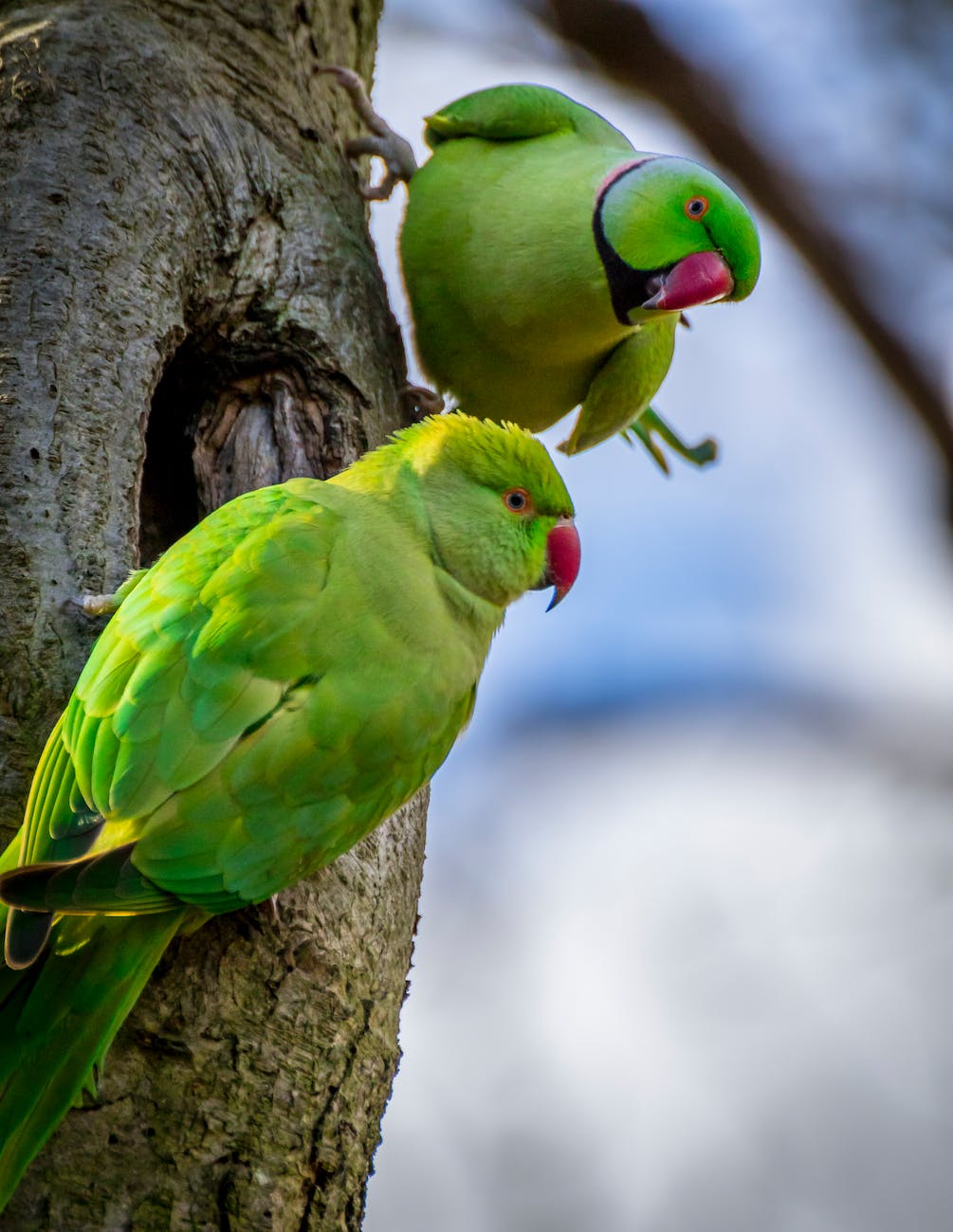 Can Parakeets Eat Pomegranate