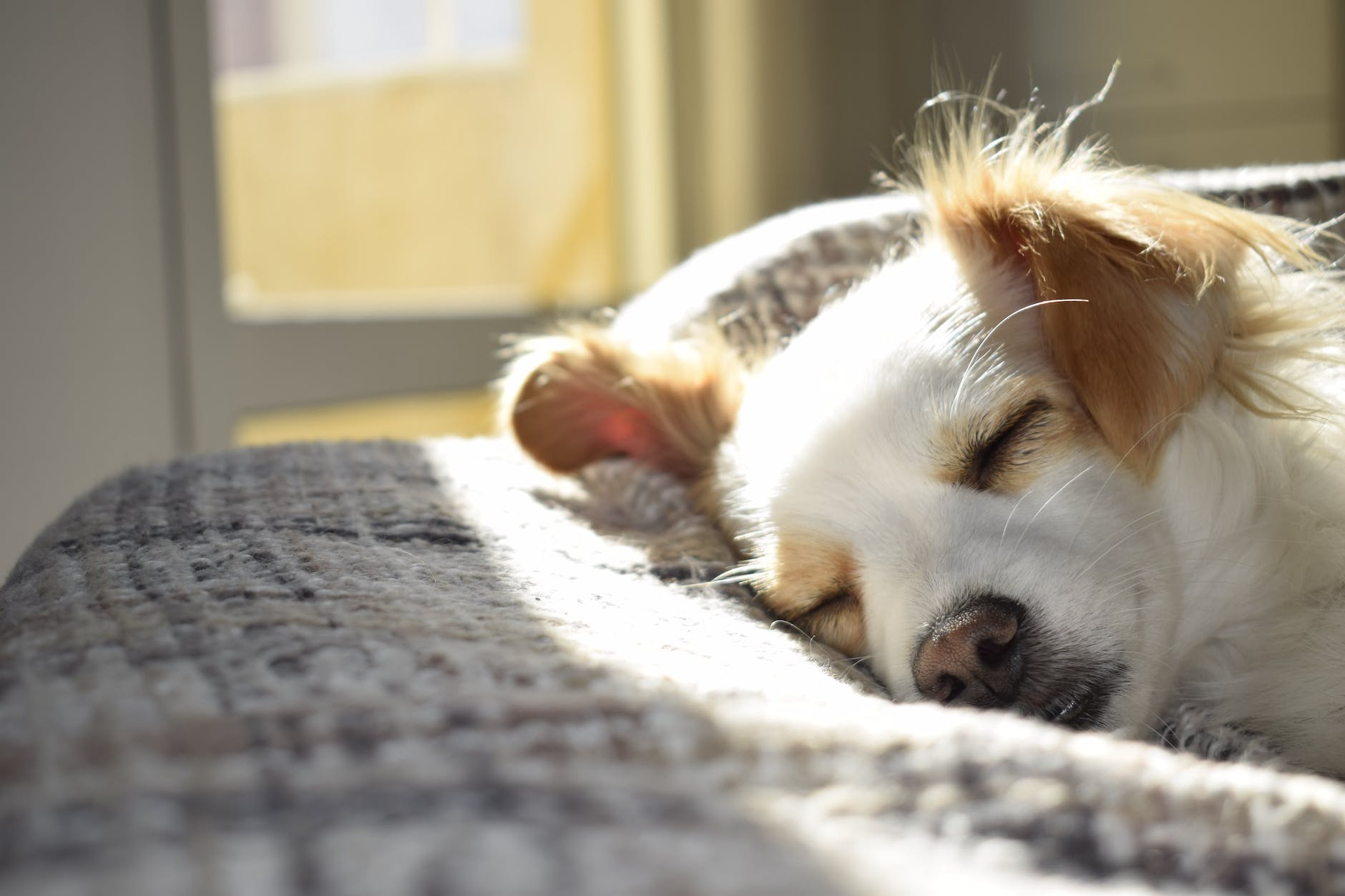 When to Euthanize a Dog with Liver Failure