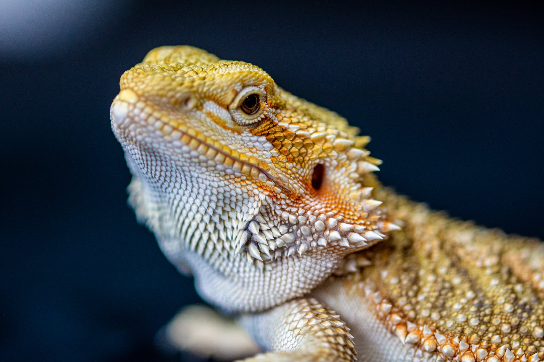 Bearded Dragon Temperature Requirements