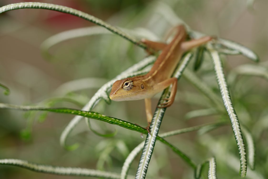 Are Air Plants Safe for Crested Geckos – Pets FAQs