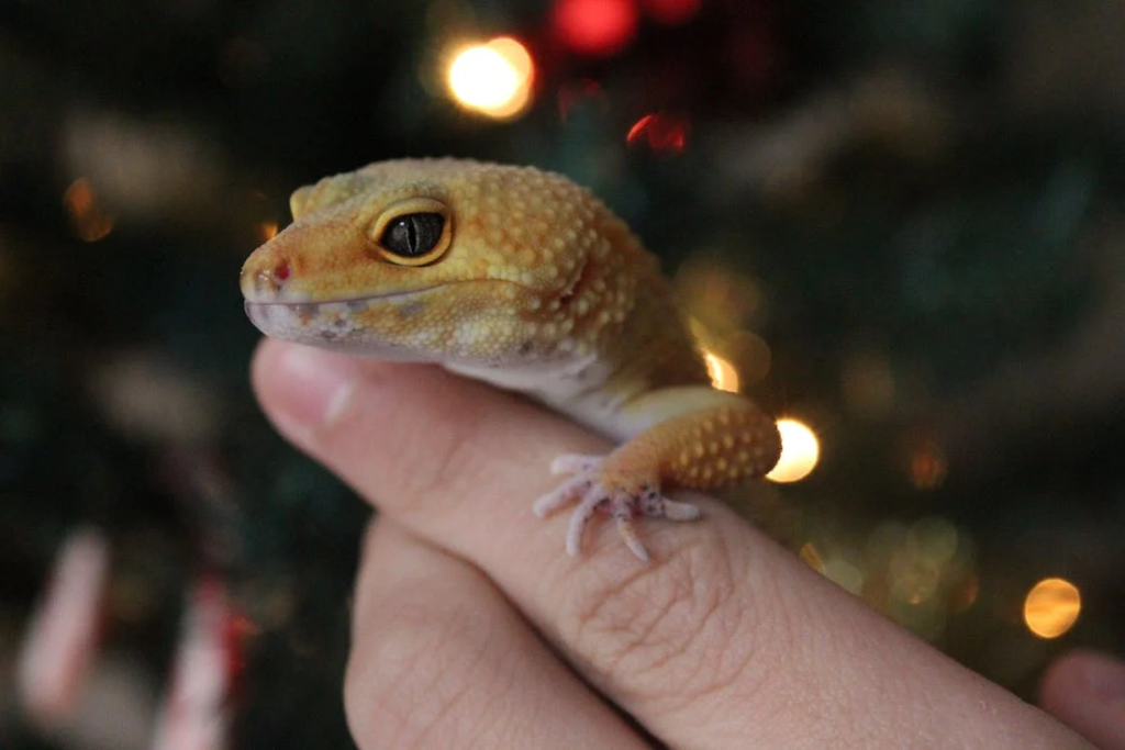 Are Crested Geckos Legal in Australia
